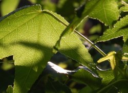 sweetgum_tree.jpg