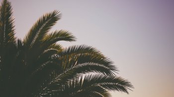 Palm Tree.jpg