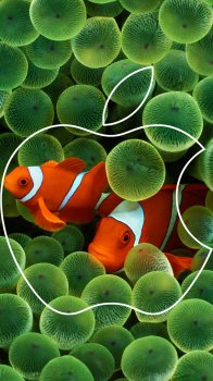 Fish.jpg