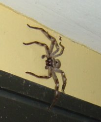 huntsman20061201b.jpg