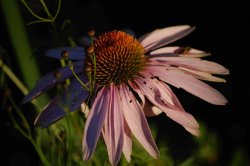 coneflower.jpg