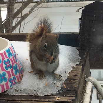 12.24.2017.Squirrely.jpg