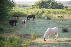 horses with goat.jpg