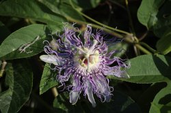 passionflower.jpg