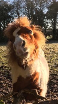 funny horse.jpg