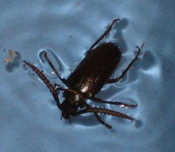 IMG_1083_2.JPG