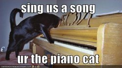 pianocat.jpeg