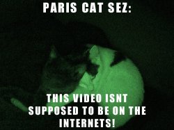 pariscat.jpg