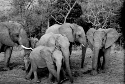 Parade_of_Elephants_by_TimJim1037bw.jpg