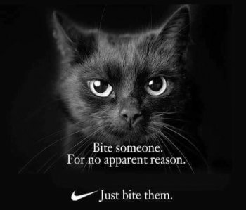 cat_nike meme.jpg