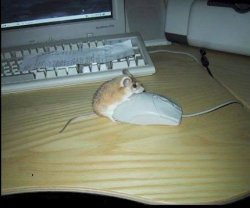 Mouse_on_Mouse_Action.jpg