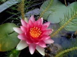 waterlily.jpg
