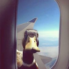 duck_window.jpg