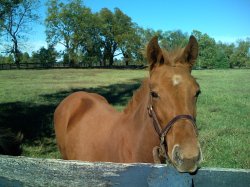 horse.jpg