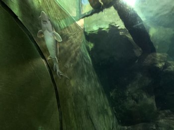 IMG_0034.jpeg