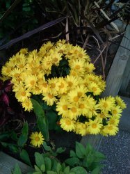 flowers.jpg
