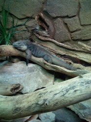 iguana.jpg