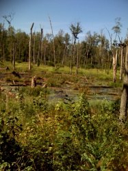 Swamp.jpg