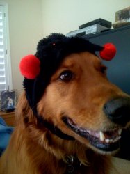 buddyhat.jpg