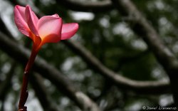 Detalle en el arbol.jpg