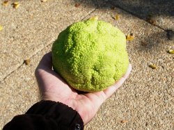 washington_dc_074_hedge_apple_fruit_big.jpg