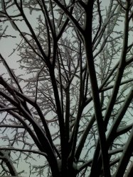 WindowTree.jpg