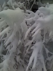 iPhone pics 003.jpg