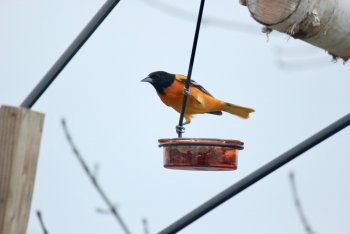 IMG_7075.jpeg