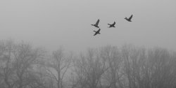 Four ducks flying with bare trees in the background version 2 (web).jpg