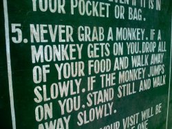 grab a monkey.jpg