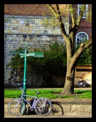 crop-bike-tree-border.jpg