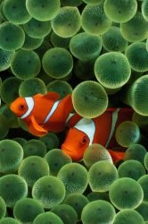 Clown Fish.jpg