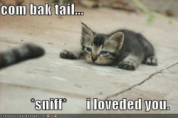 lolcats-cat-misses-tail.jpg