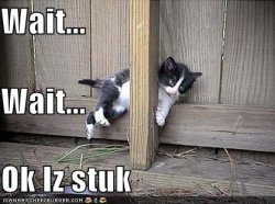 lolcats-stuck-cat.jpg