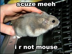 mouse.jpg