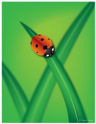 ladybug.jpg