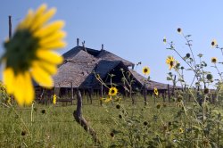 sunflower-house.jpg