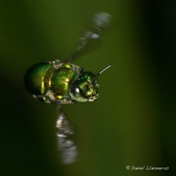 Abeja verde en vuelo.jpg