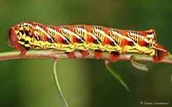 Larva colorida 02.jpg