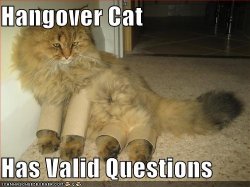 funny-pictures-hangover-cat-cardboard-paper-rolls.jpg