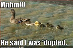 funny-pictures-adopted-duck-water.jpg