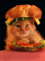 Cat Burger.jpg