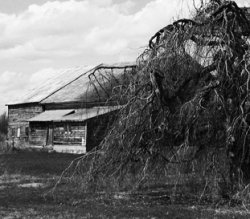 Barn & Tree.r.jpg