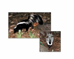 Skunk_Combo.jpg