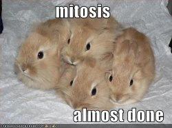 mitosis.jpg