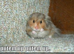 funny-pictures-boxing-hamster.jpg