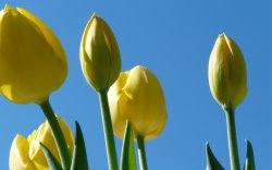 Tulips at Easter.jpg