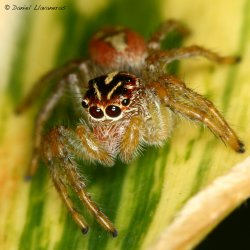 Salticidae 02.jpg