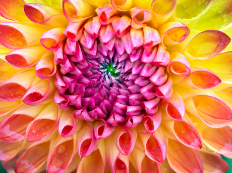 Flower.png