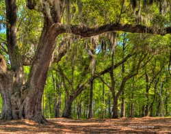 The-Pond-Oak-Trees2.jpg